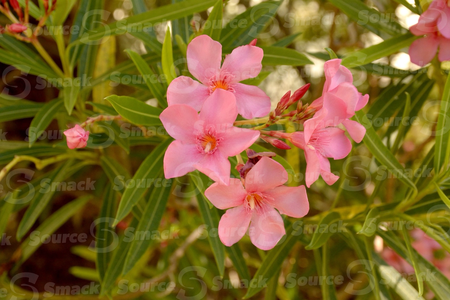Pink Oleander flowers (nerium oleander) up close in Mexico