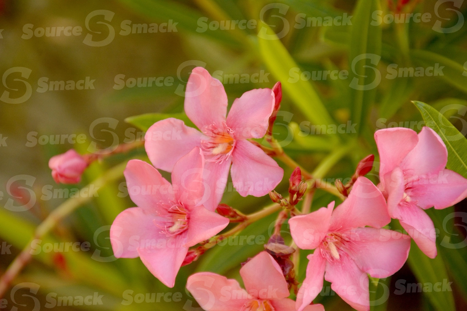 Pink Oleander flowers (nerium oleander) up close in Mexico