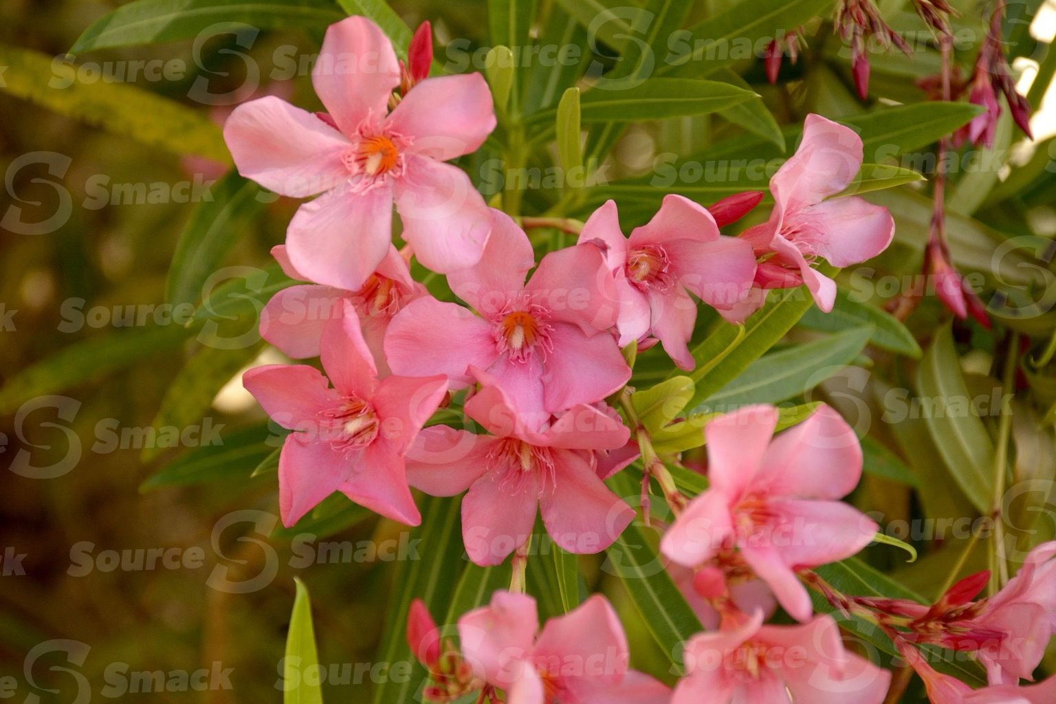 Pink Oleander flowers (nerium oleander) up close in Mexico