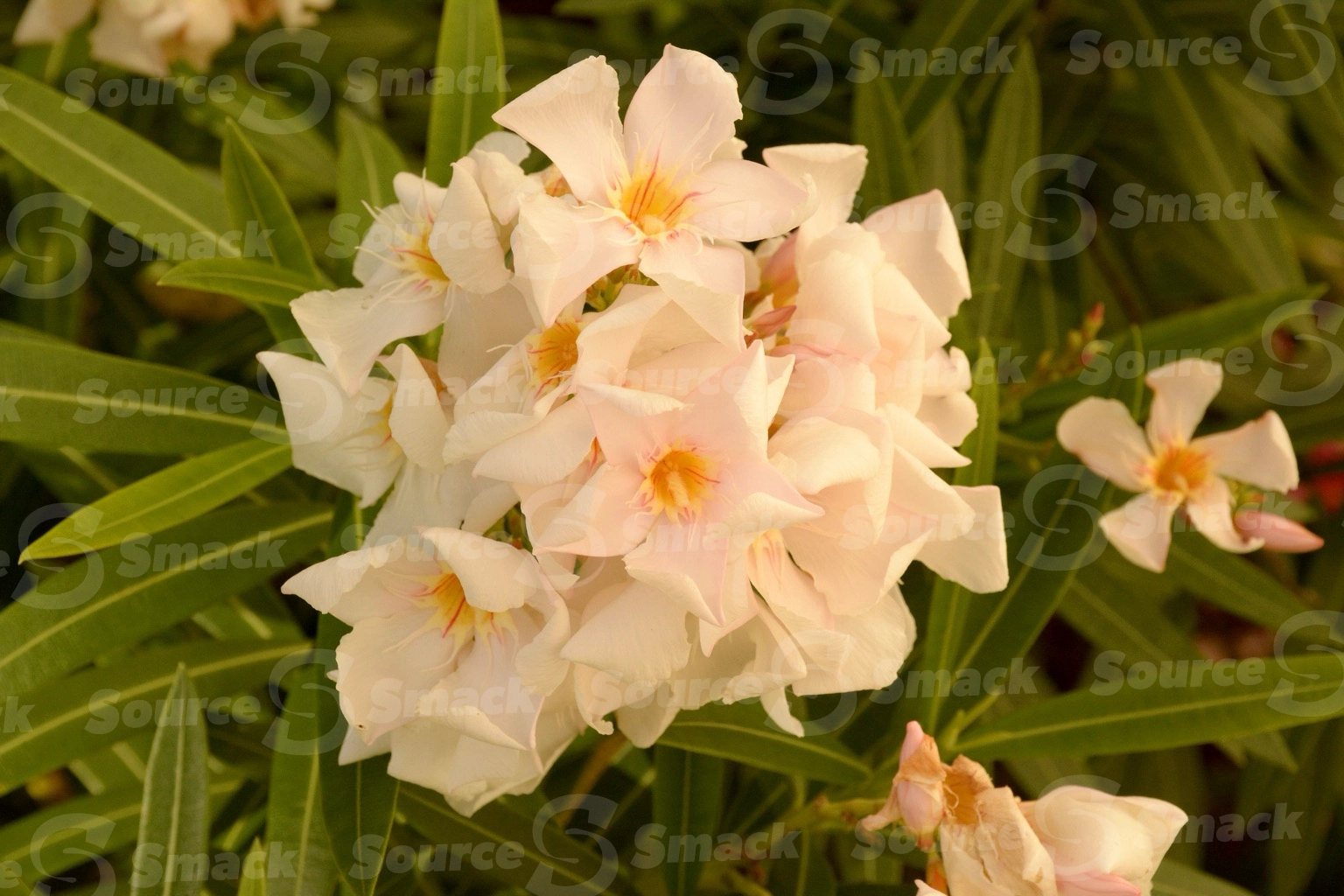 White Oleander flowers (nerium oleander) up close in Mexico