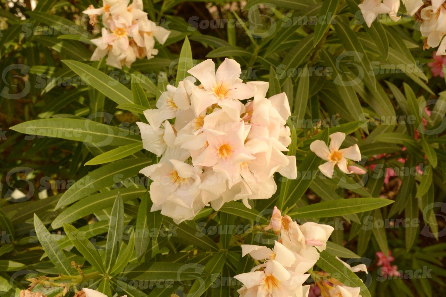 White Oleander flowers (nerium oleander) up close in Mexico