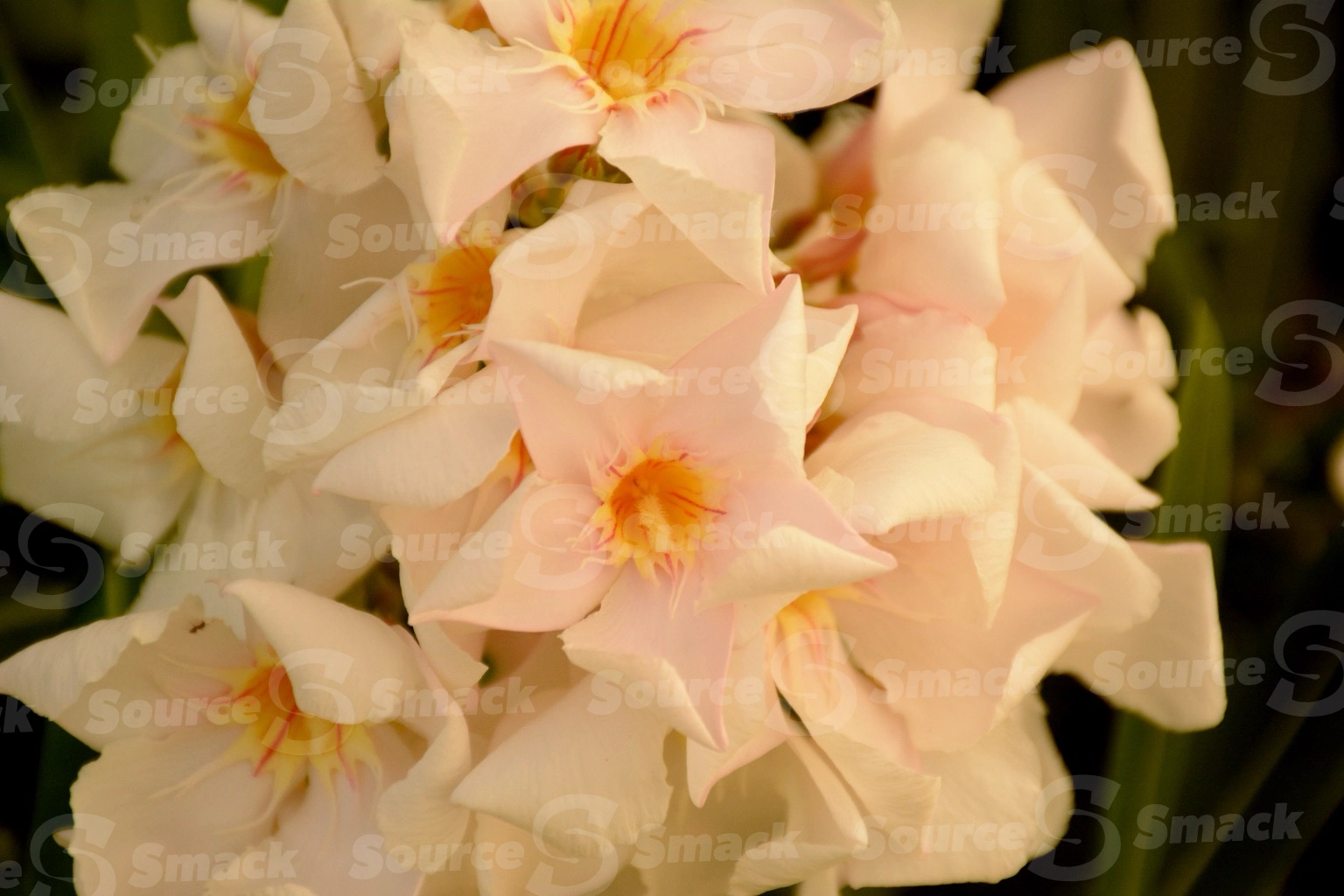 White Oleander flowers (nerium oleander) up close in Mexico