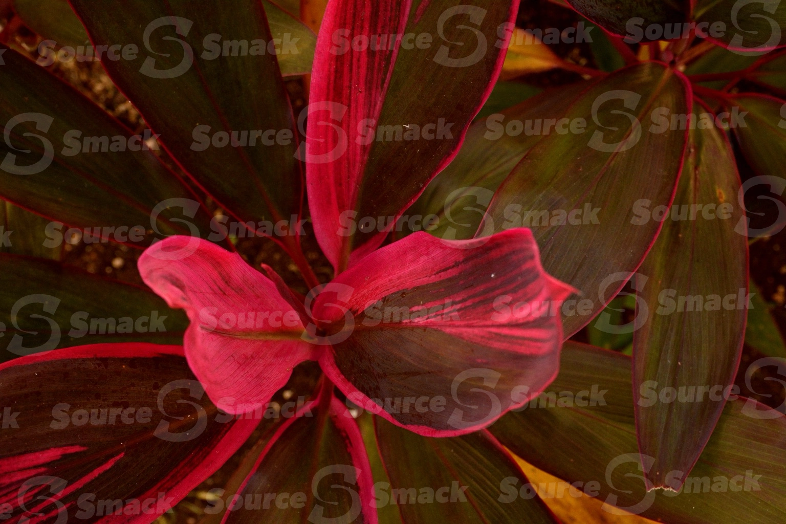 Closeup view of Ti plant (cordyline fruticosa) in Mexico