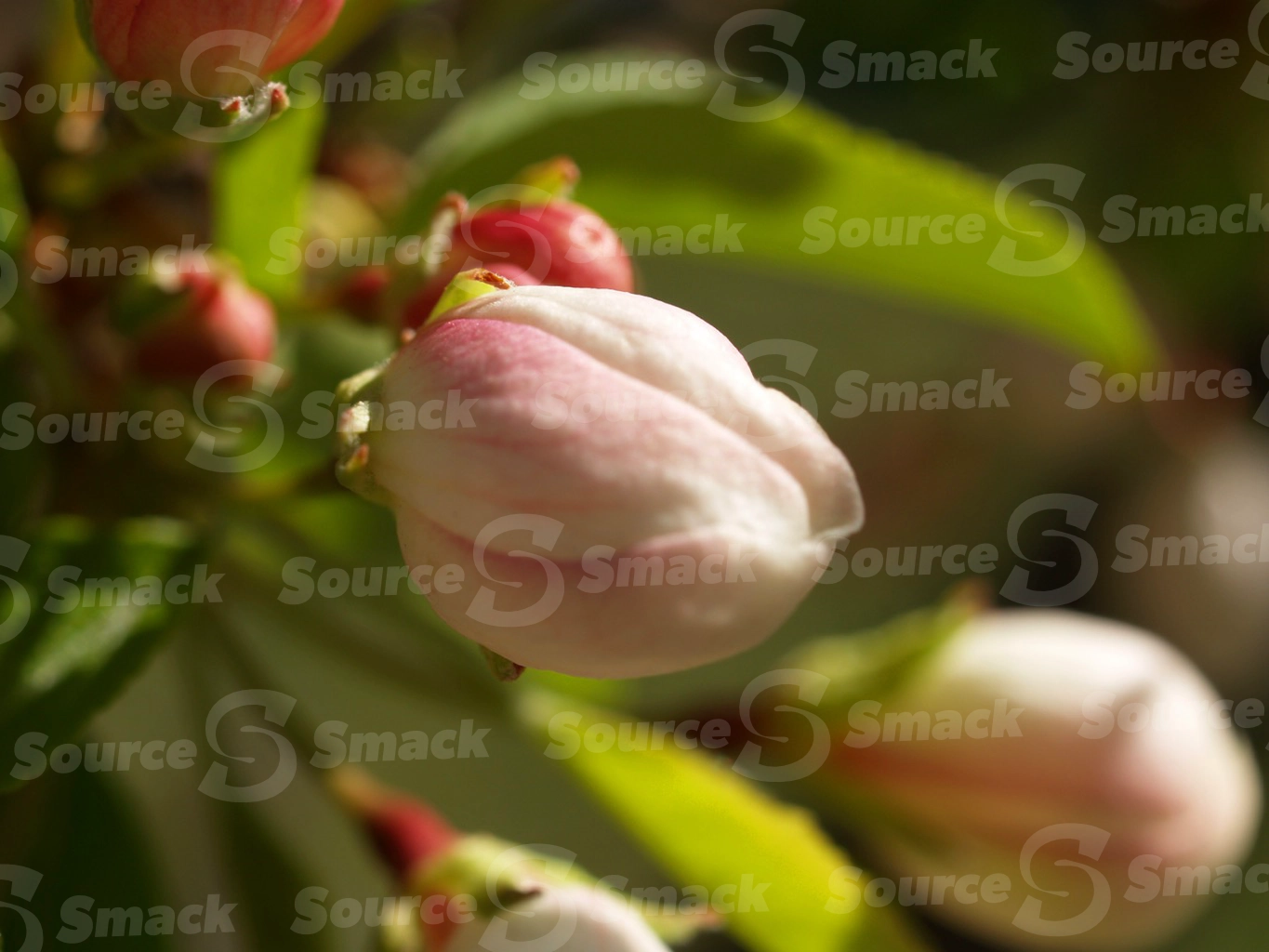 Apple blossoms in spring