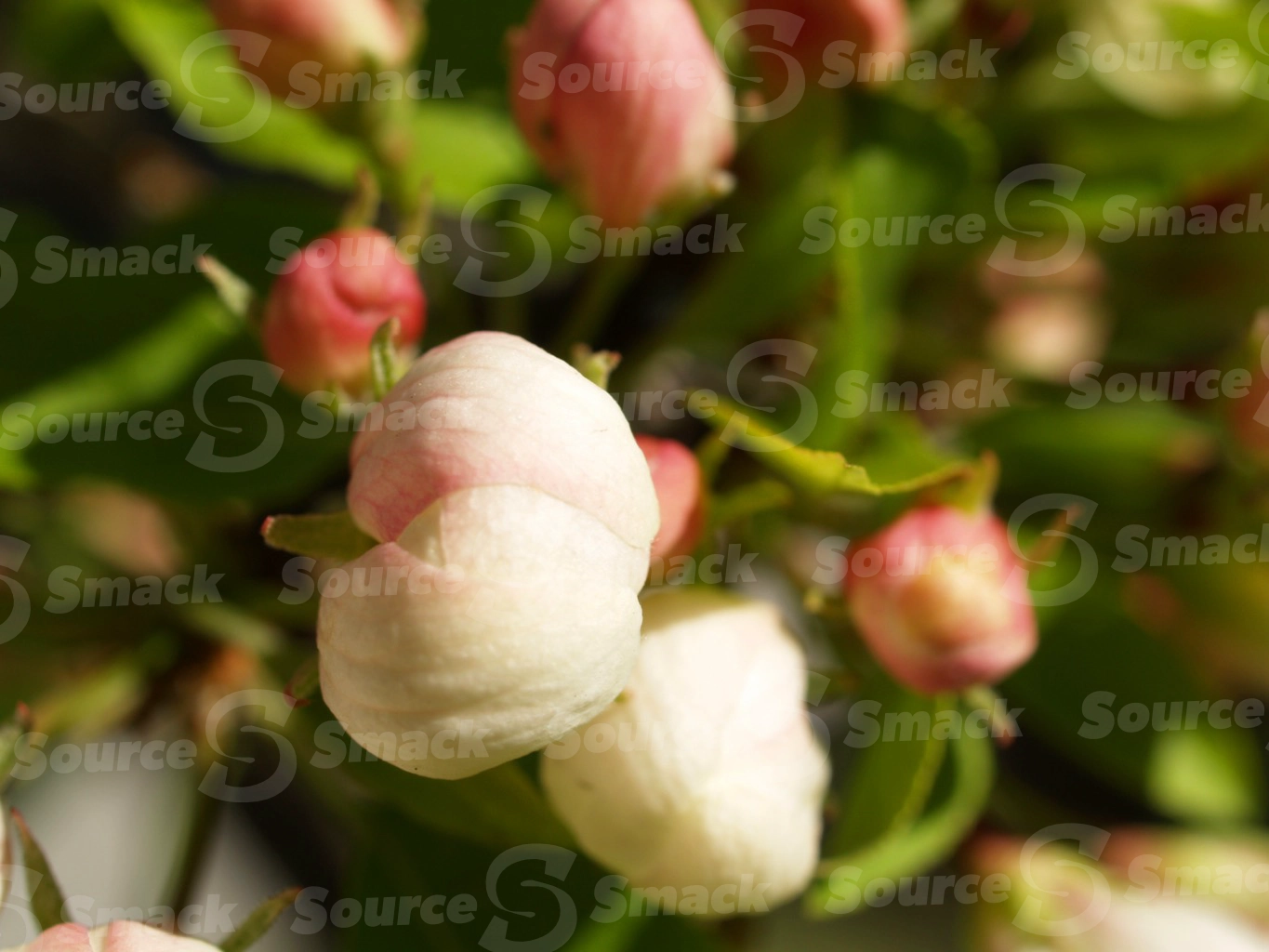 Apple blossoms in spring