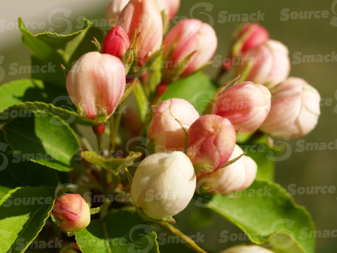 Apple blossoms in spring