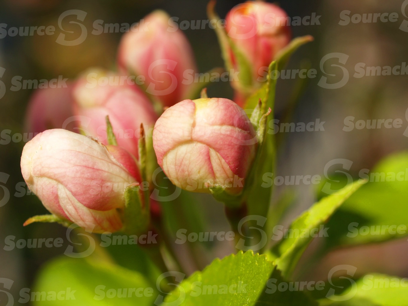 Apple blossoms in spring