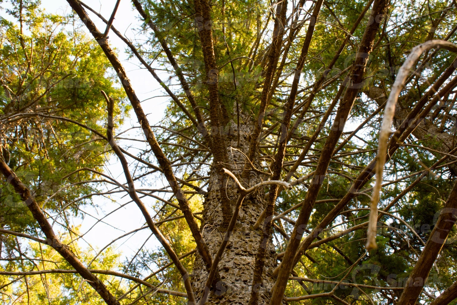 Looking up at a white spruce tree