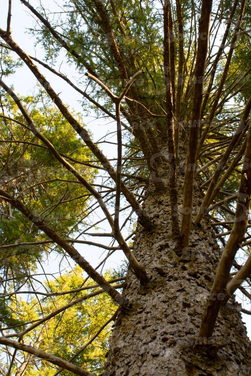 Looking up at a white spruce tree