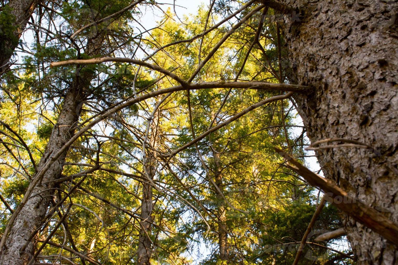 Looking up at a white spruce tree