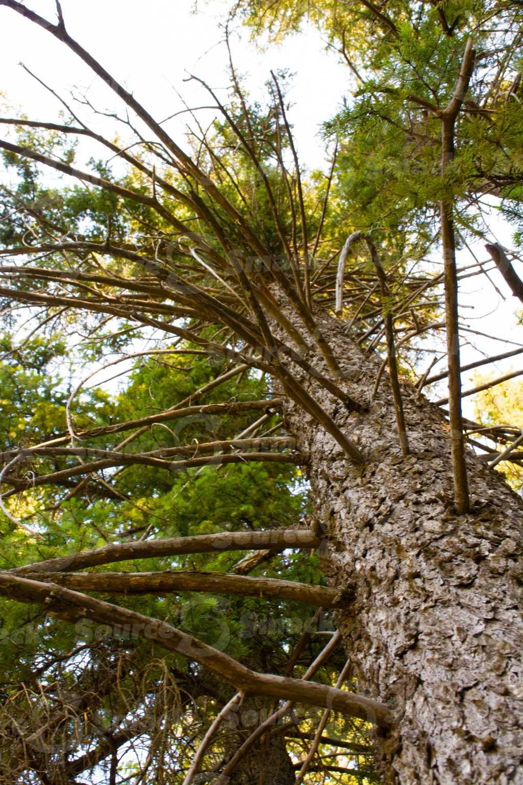 Looking up at a white spruce tree