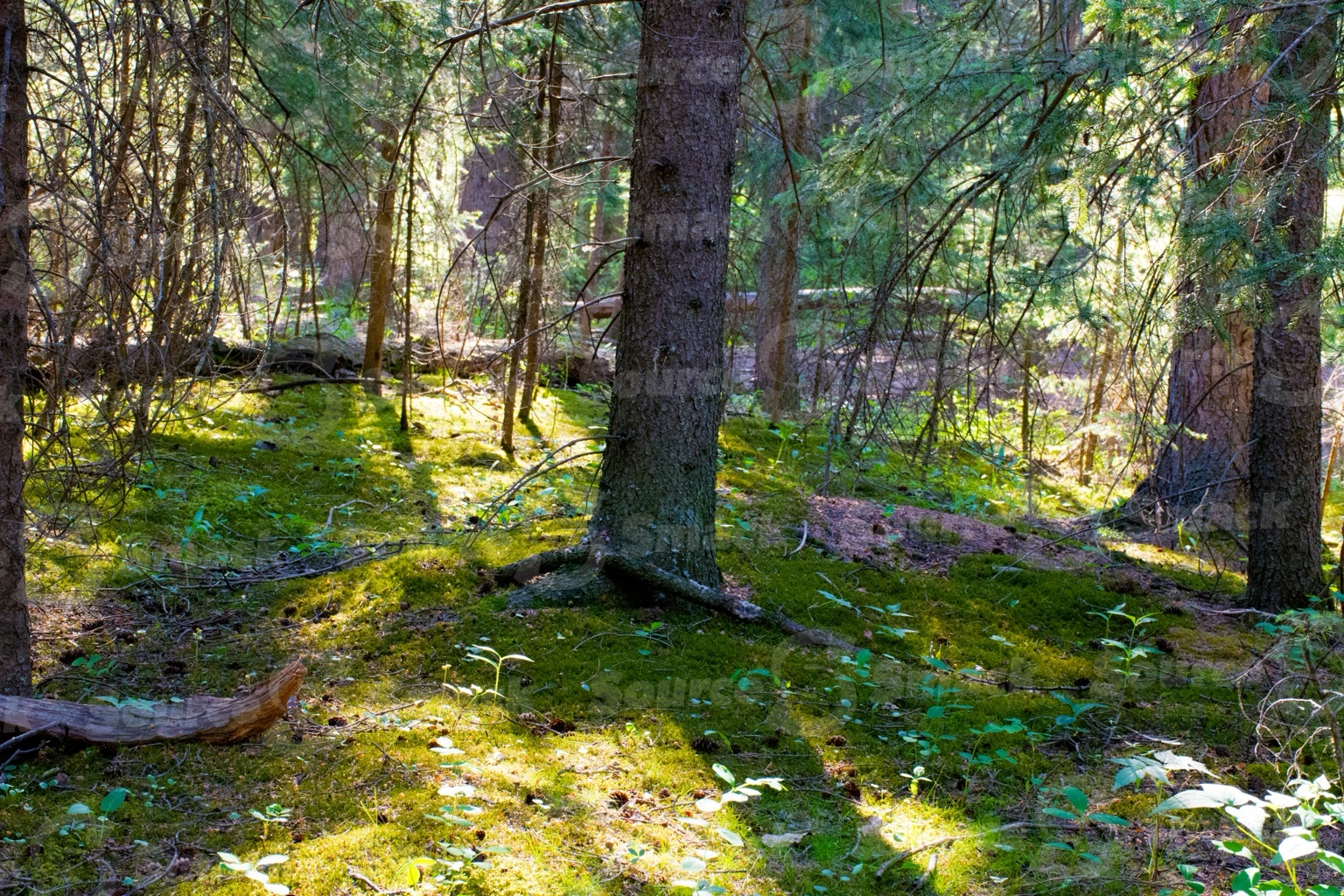 White spruce trees in the forest with a moss forest floor