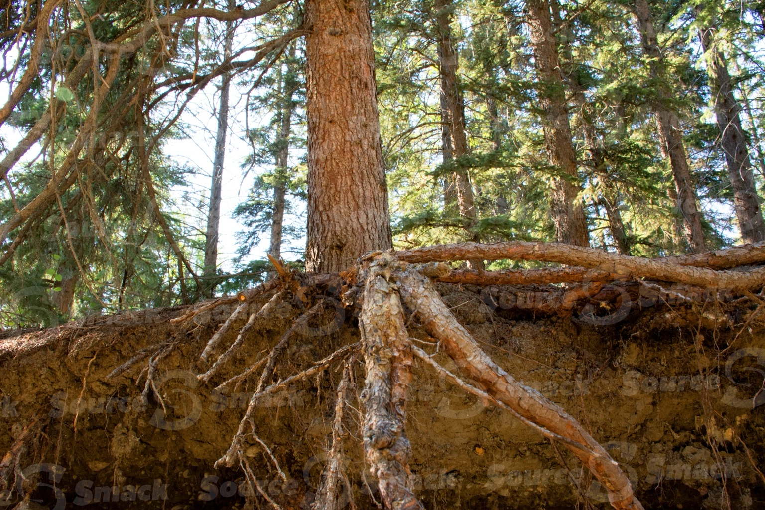 White spruce tree showing it's roots in an eroding embankment