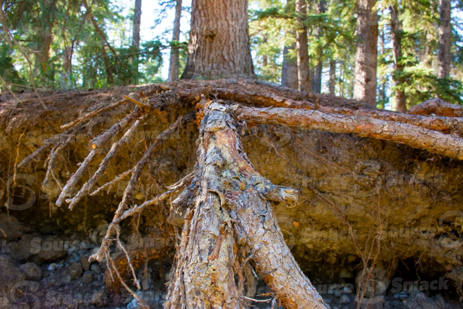 White spruce tree showing it's roots in an eroding embankment