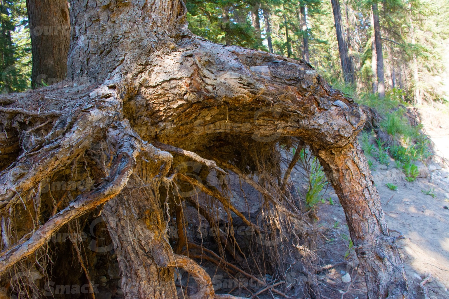 White spruce tree showing it's roots in an eroding embankment