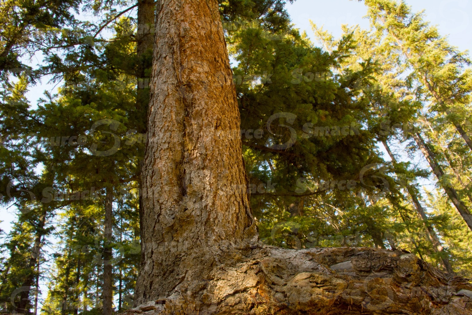 White spruce tree showing it's roots in an eroding embankment