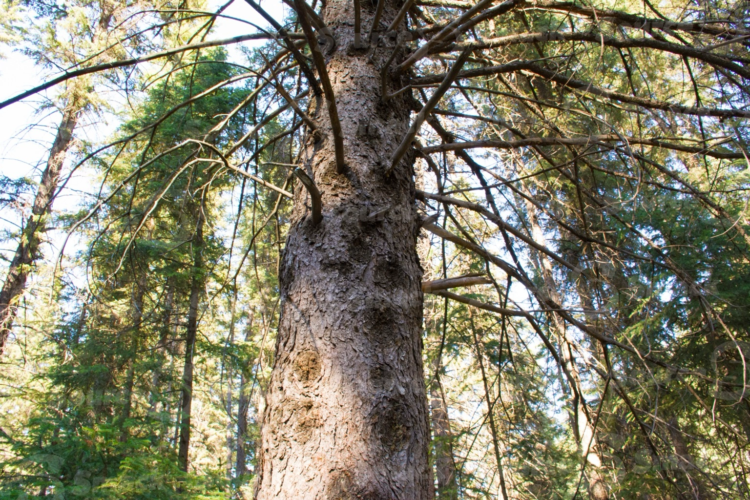 White spruce tree trunk with dead branches