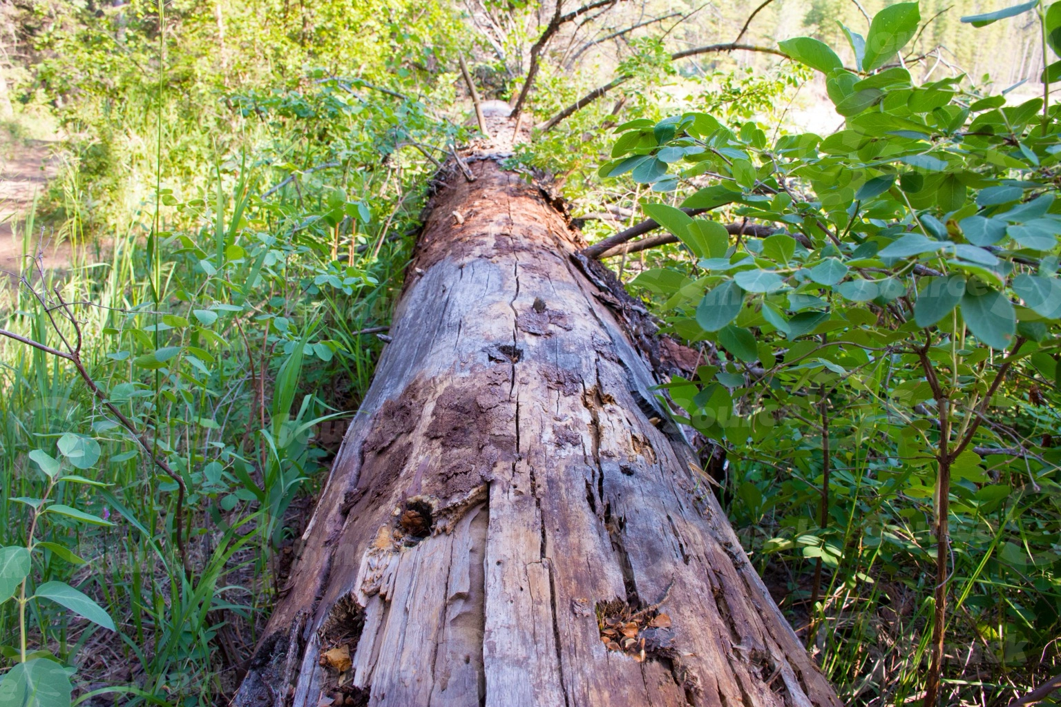 Closeup of a dead tree trunk in the forest