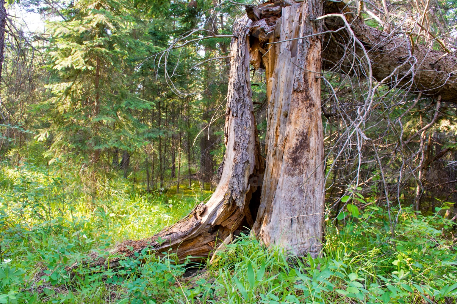 A dead tree trunk in a forest of white spruce trees
