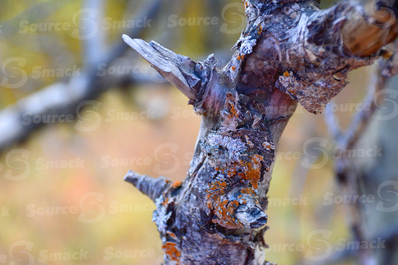 Closeup of dead tree limb in forest
