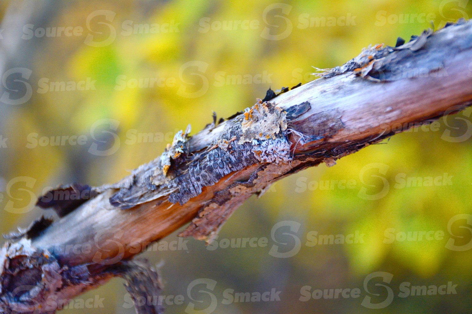 Closeup of dead tree limb in forest