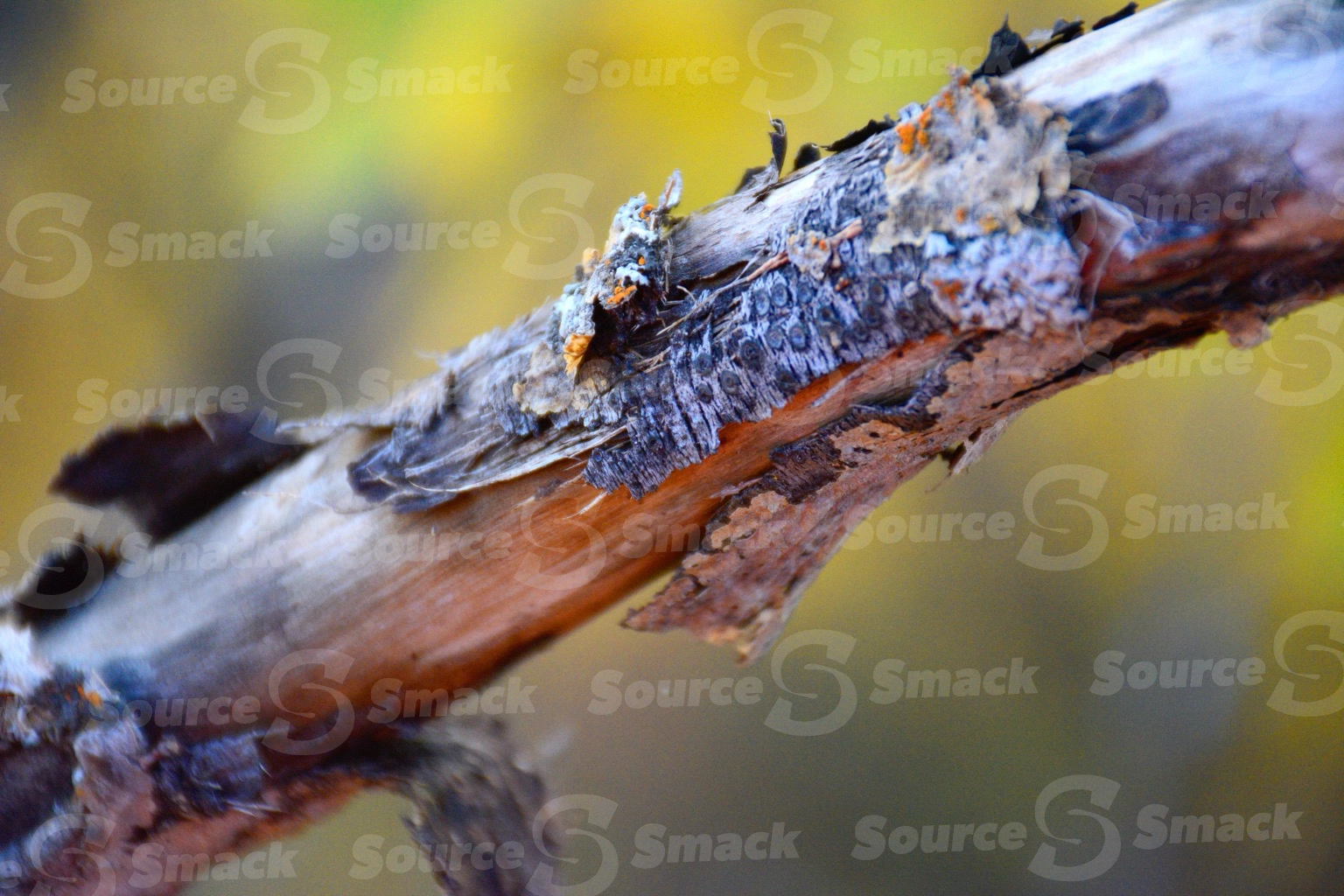 Closeup of dead tree limb in forest