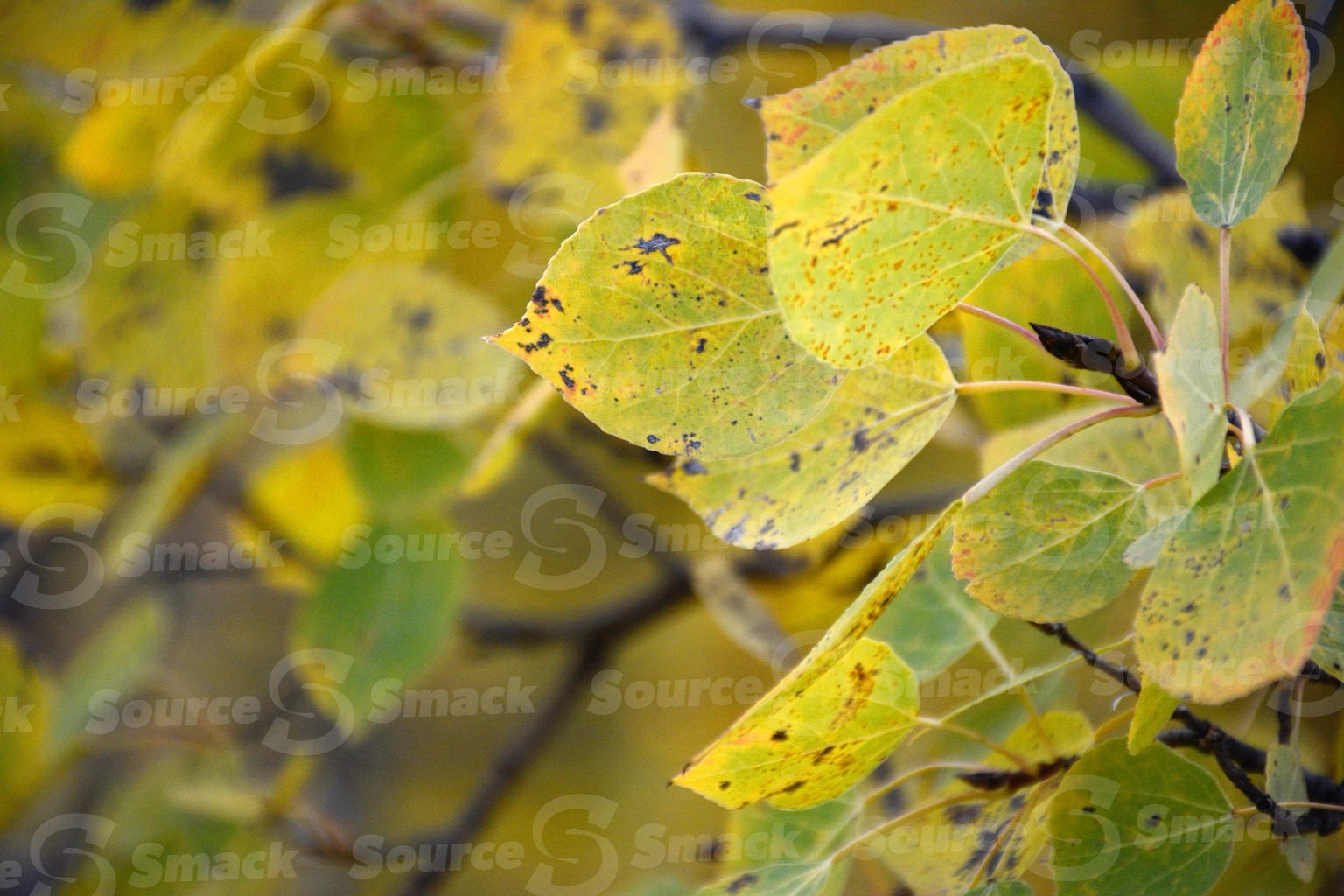 Poplar tree leaves in fall closeup