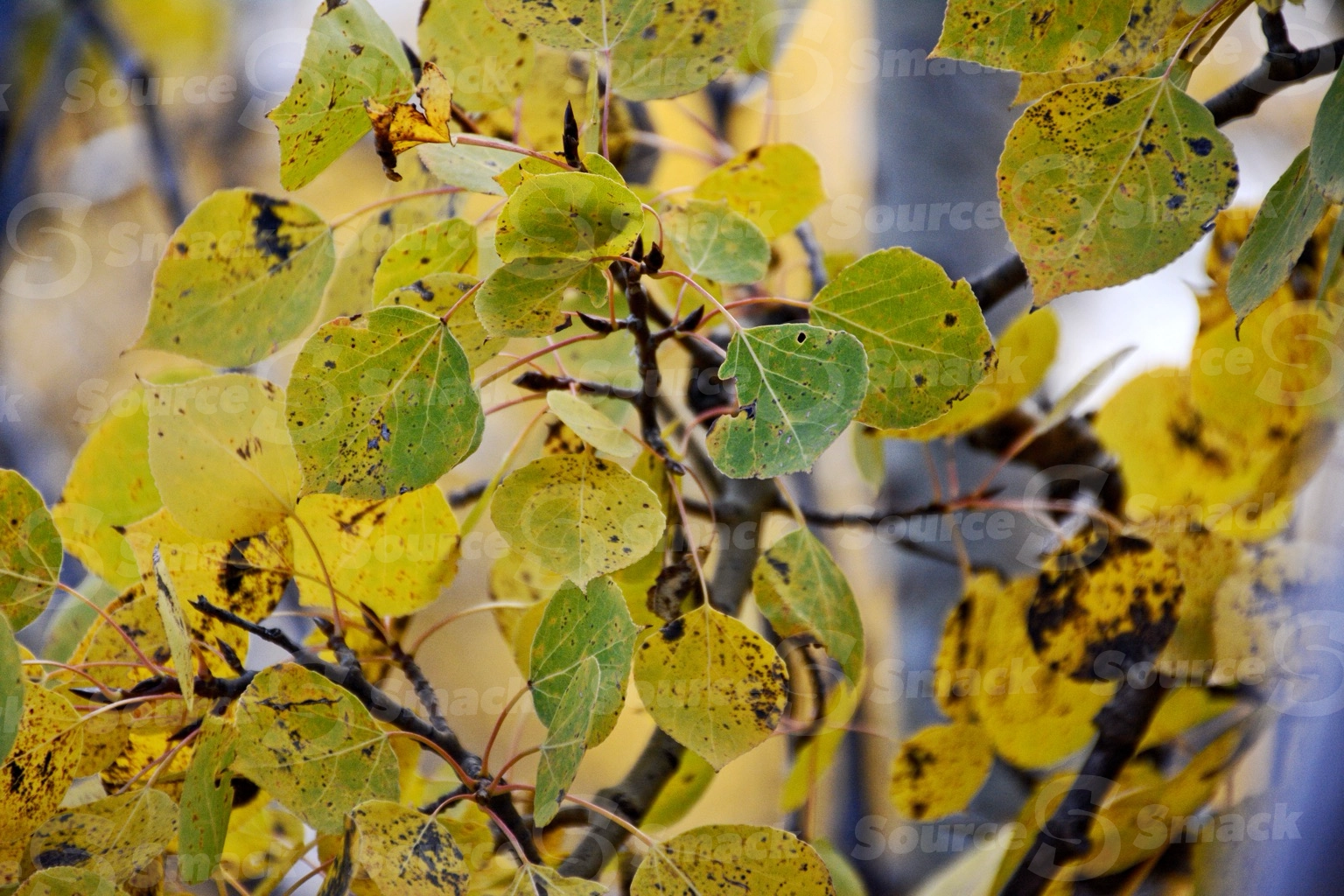 Poplar tree leaves in fall closeup