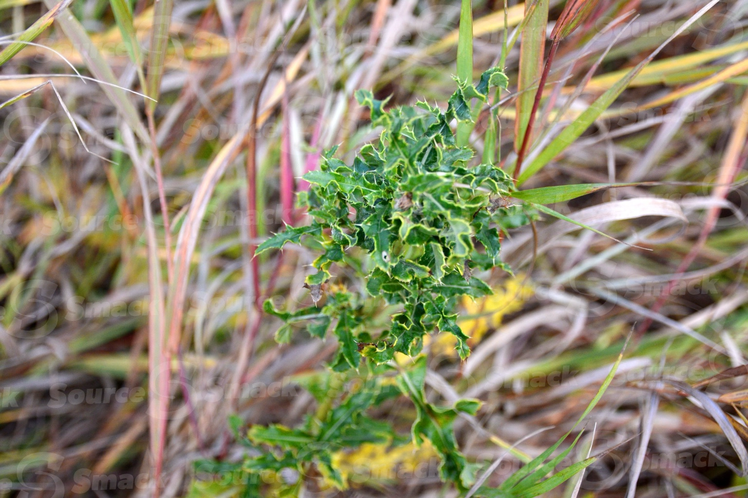 Thistle in the fall bush