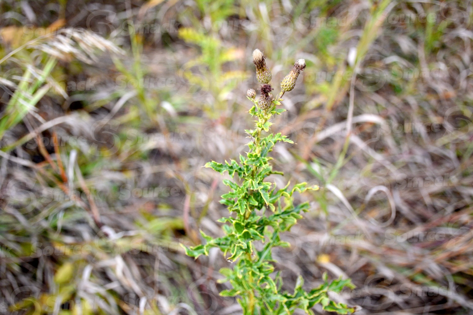 Thistle in the fall bush