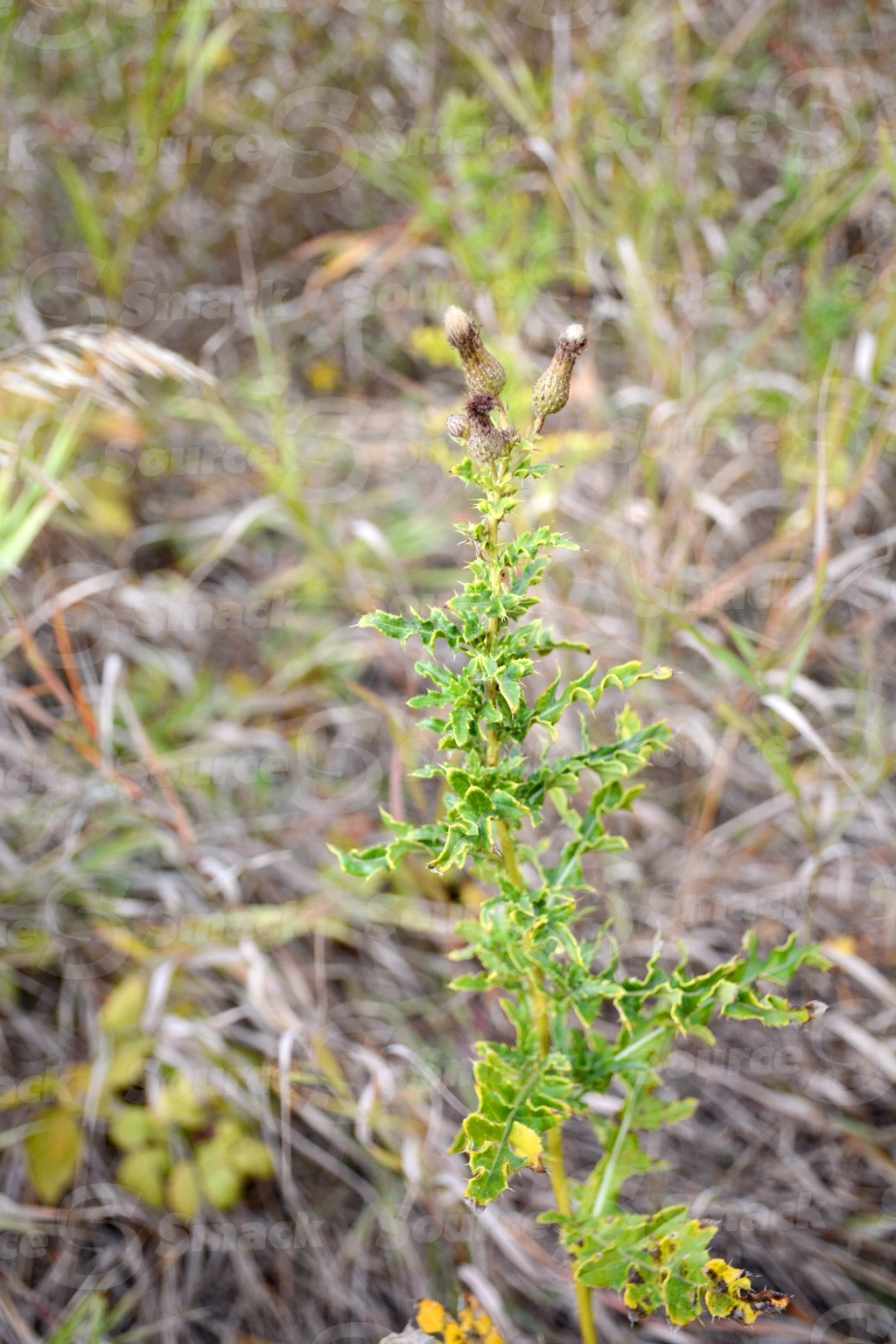 Thistle in the fall bush