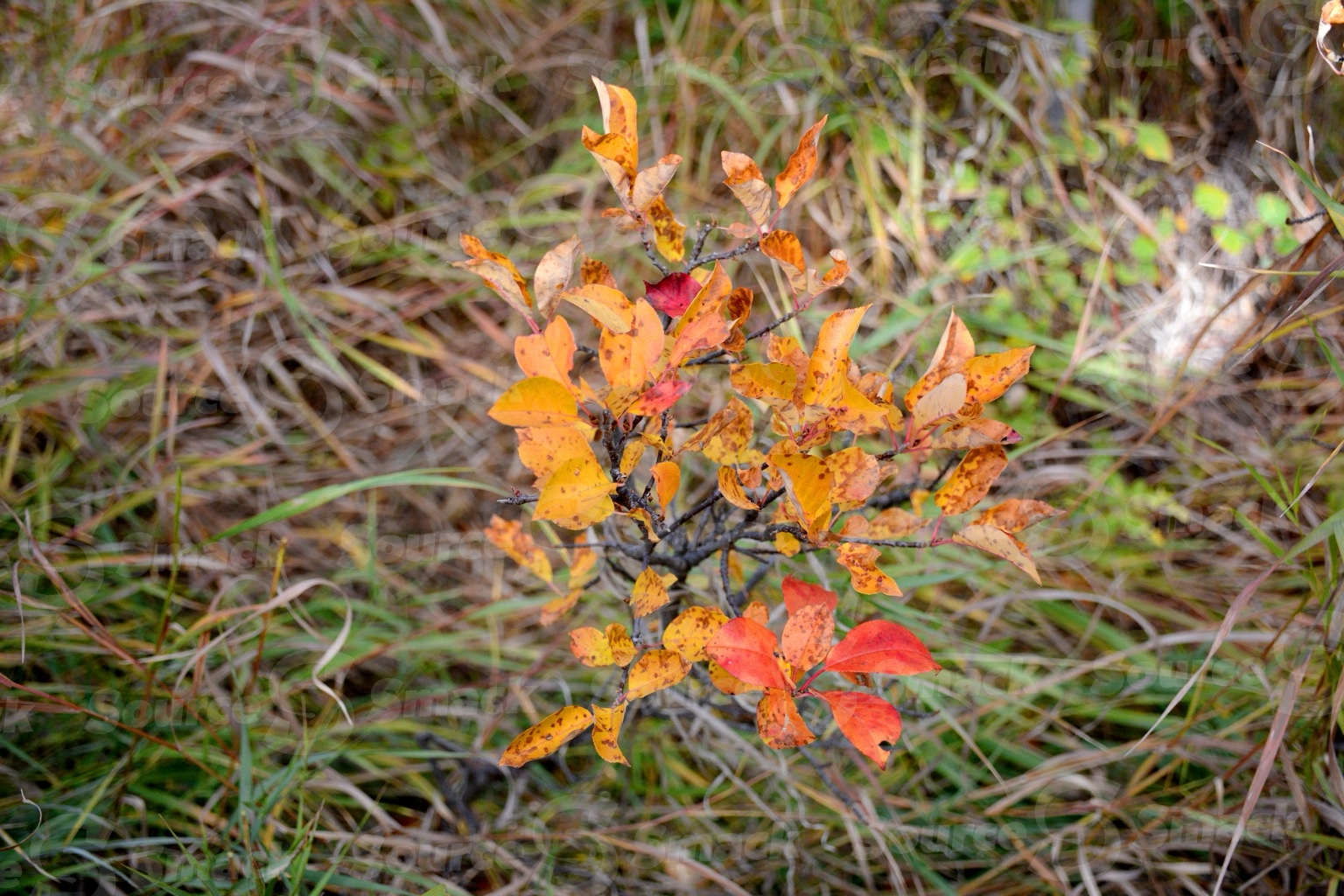 Small tree with leaves in the fall season