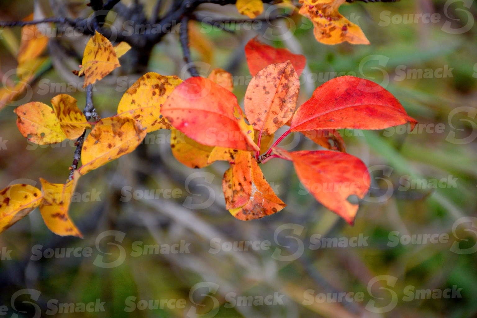 Small tree with leaves in the fall season