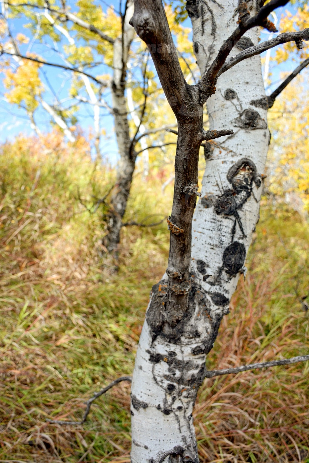 Closeup of poplar tree trunk in the fall