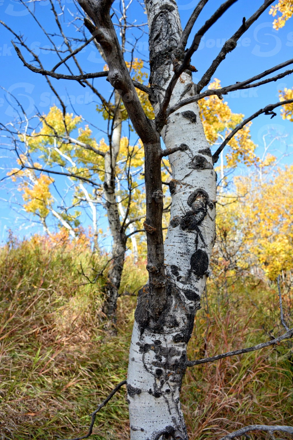 Closeup of poplar tree trunk in the fall