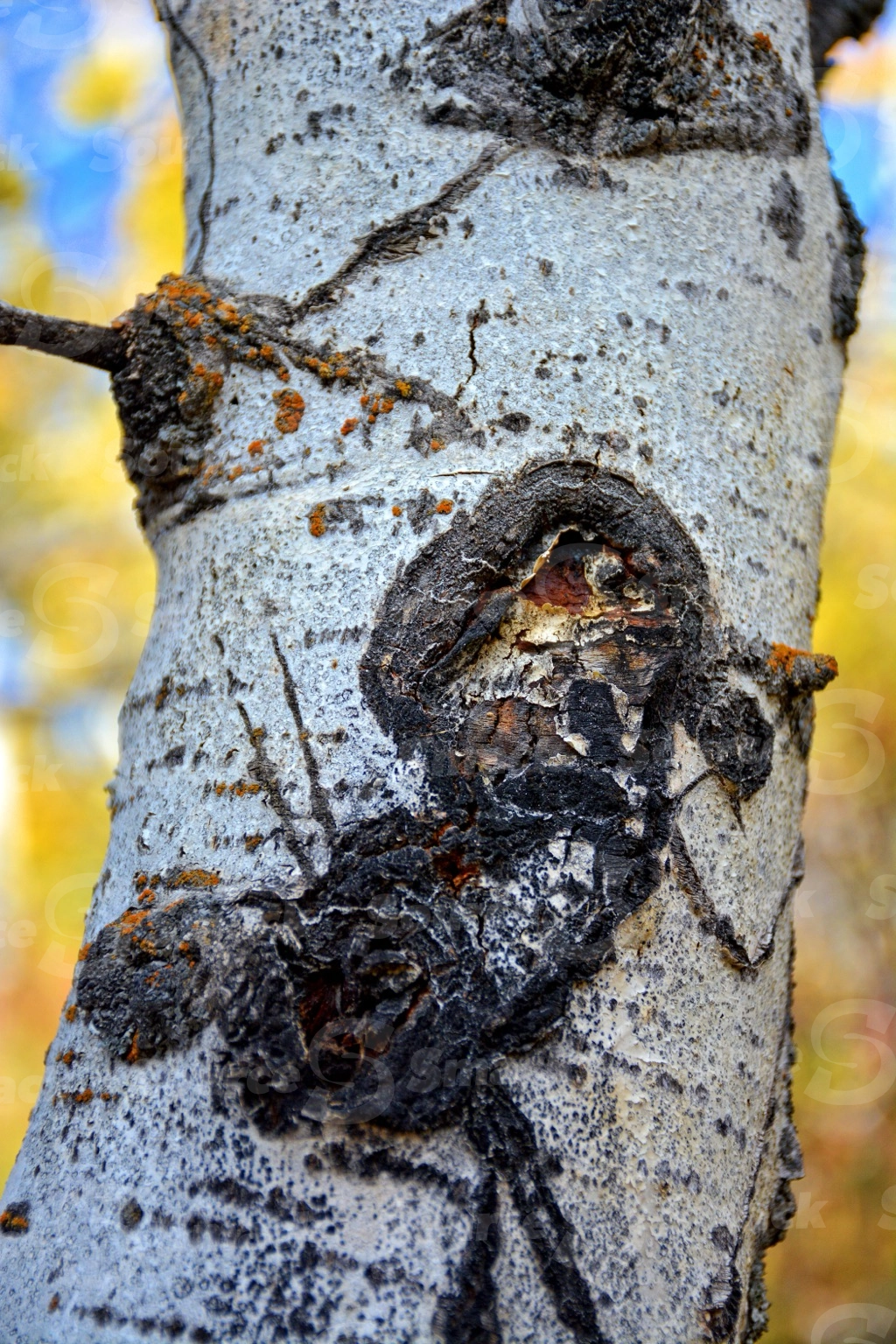 Closeup of poplar tree trunk in the fall