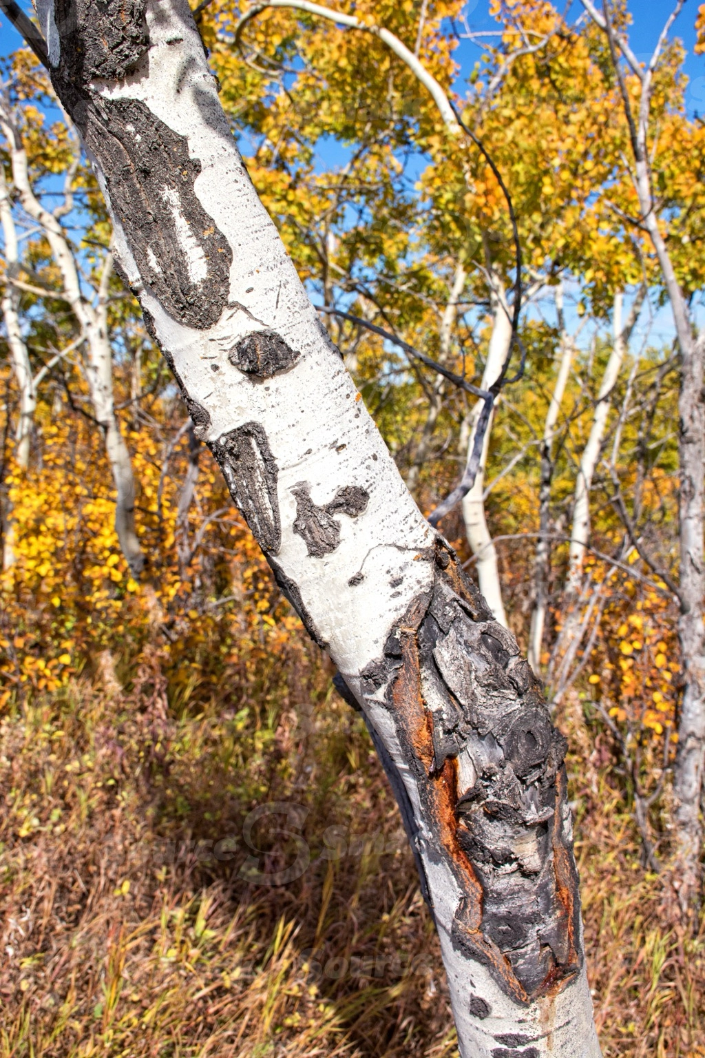 Closeup of poplar tree trunk in the fall