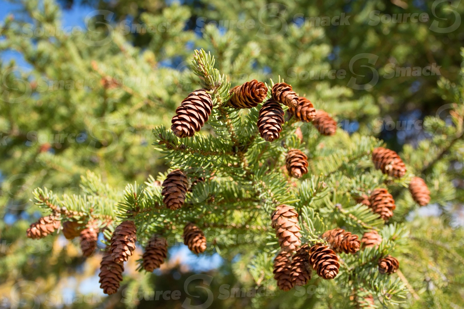 Multiple pine cones on a branch of a pine tree