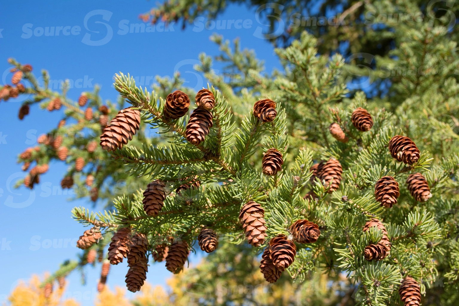 Multiple pine cones on a branch of a pine tree