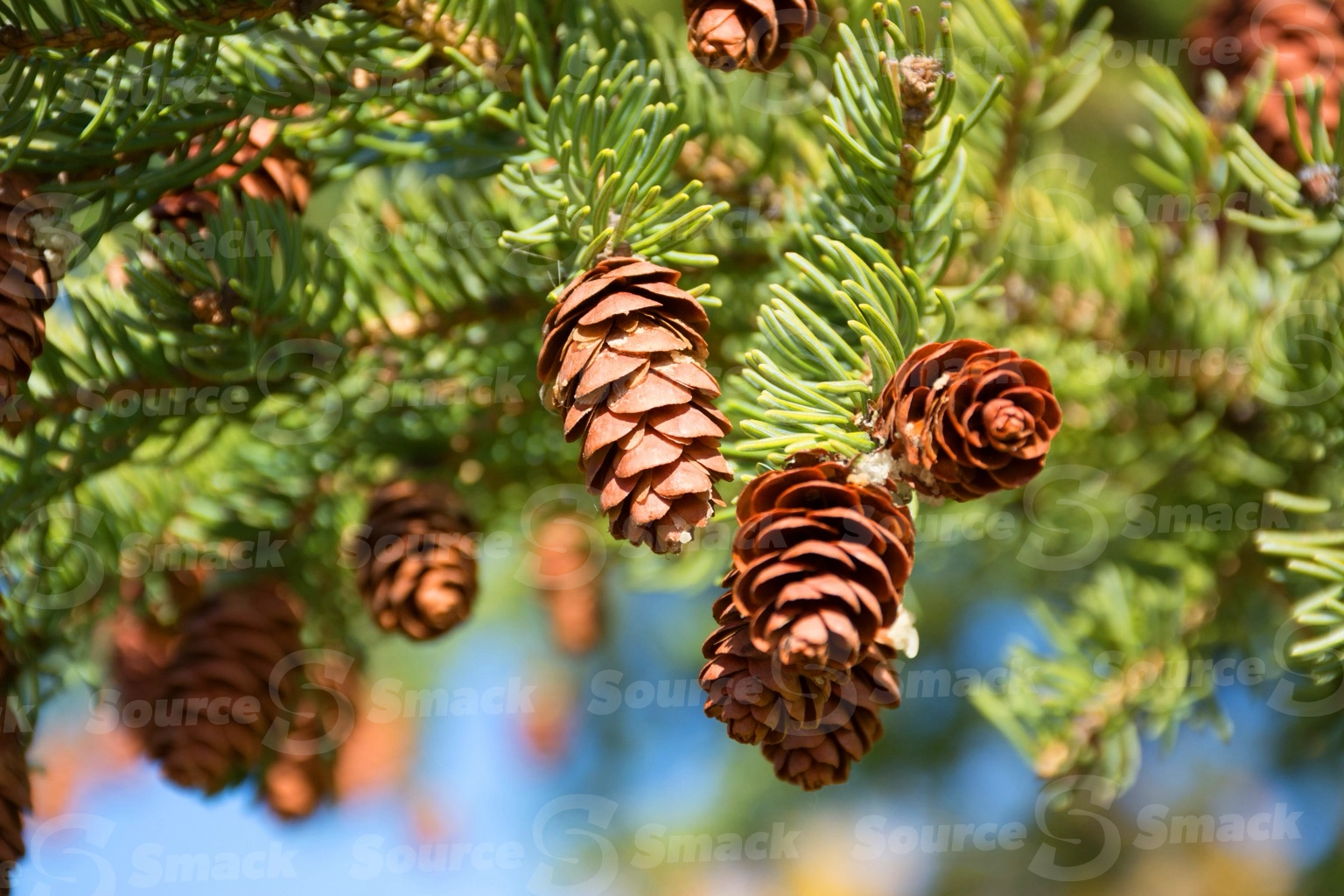 Multiple pine cones on a branch of a pine tree