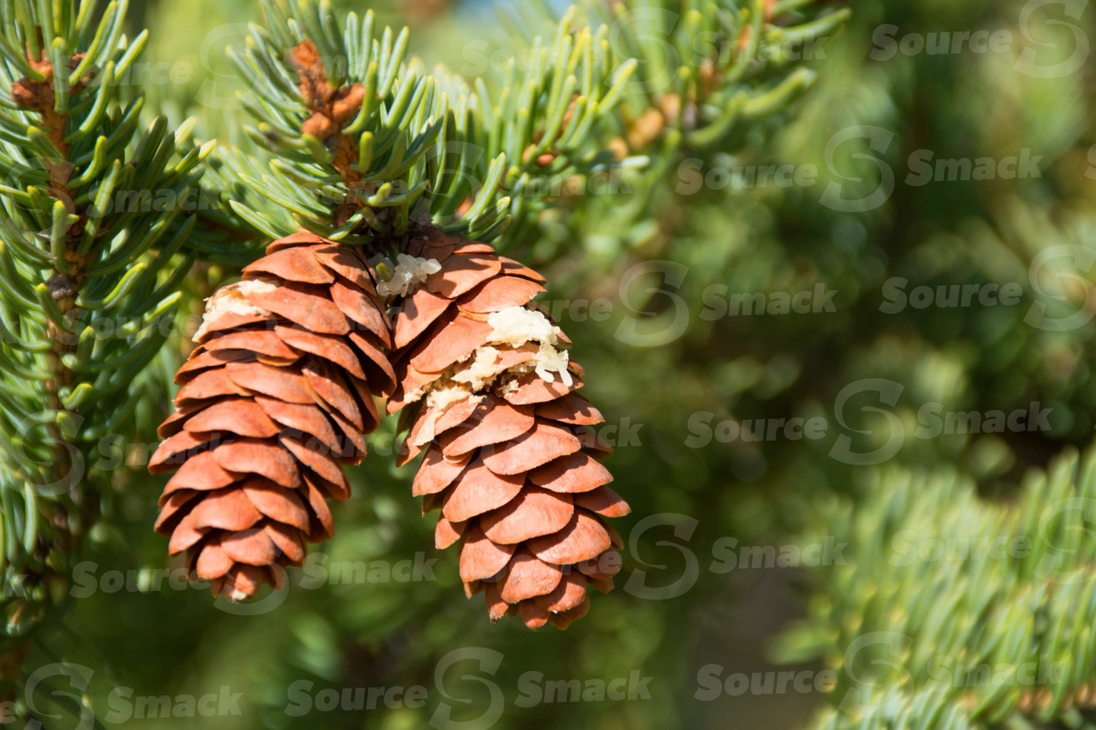 Closeup of multiple pine cones on a branch of a pine tree