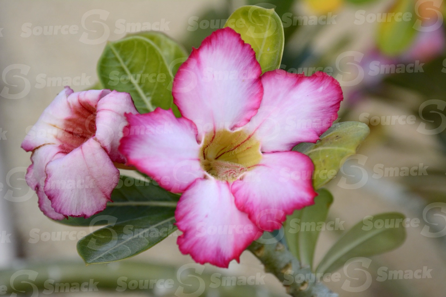 Desert Rose (adenium) in Cabo San Lucas, Mexico