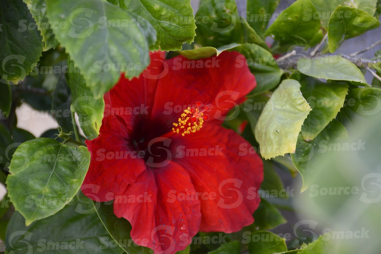 Hibiscus (rosasinensis) in Cabo San Lucas, Mexico