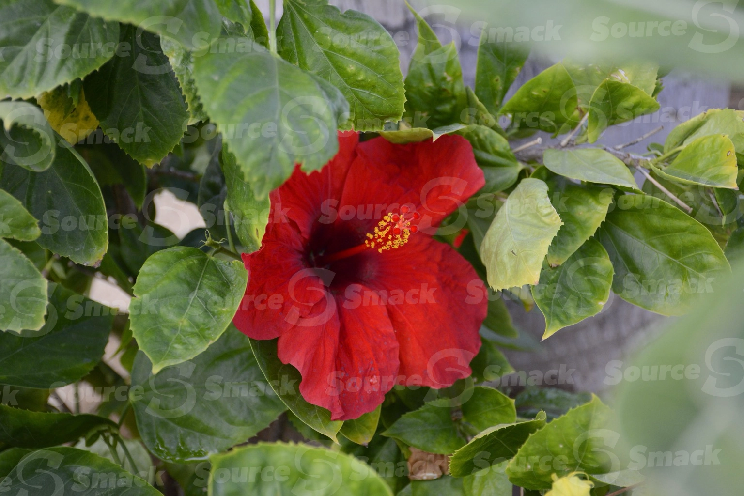 Hibiscus (rosasinensis) in Cabo San Lucas, Mexico