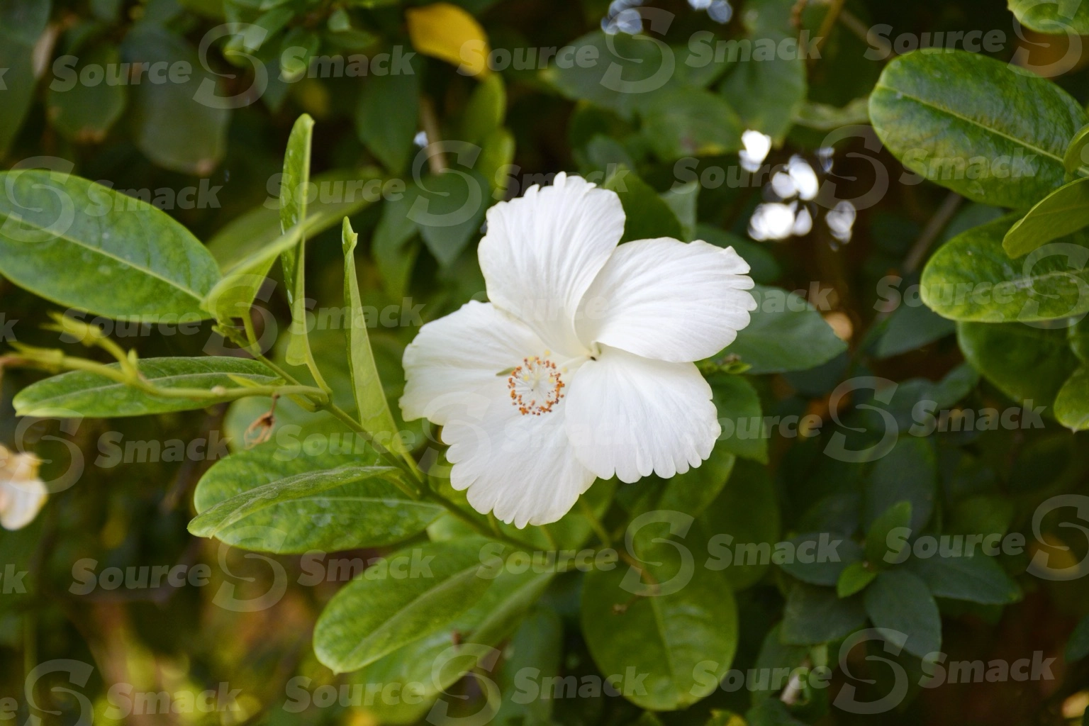 Hibiscus (rosasinensis) in Cabo San Lucas, Mexico