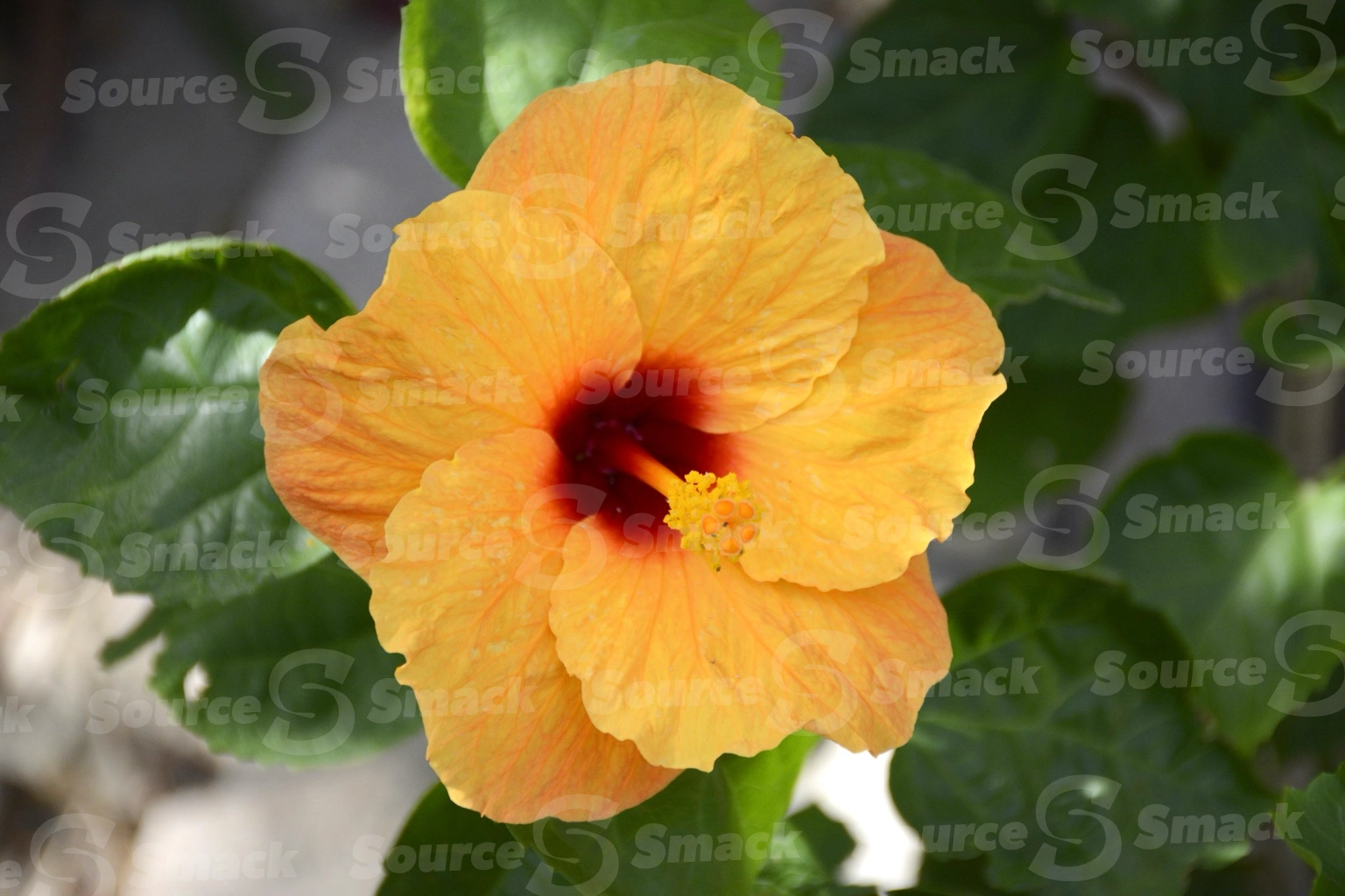 Hibiscus in Cabo San Lucas, Mexico