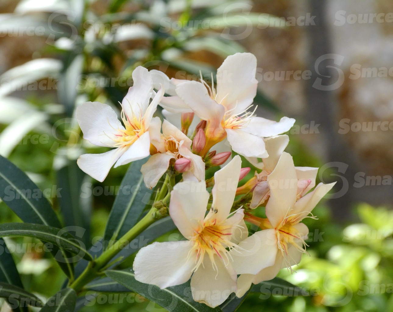 Oleander in Cabo San Lucas, Mexico