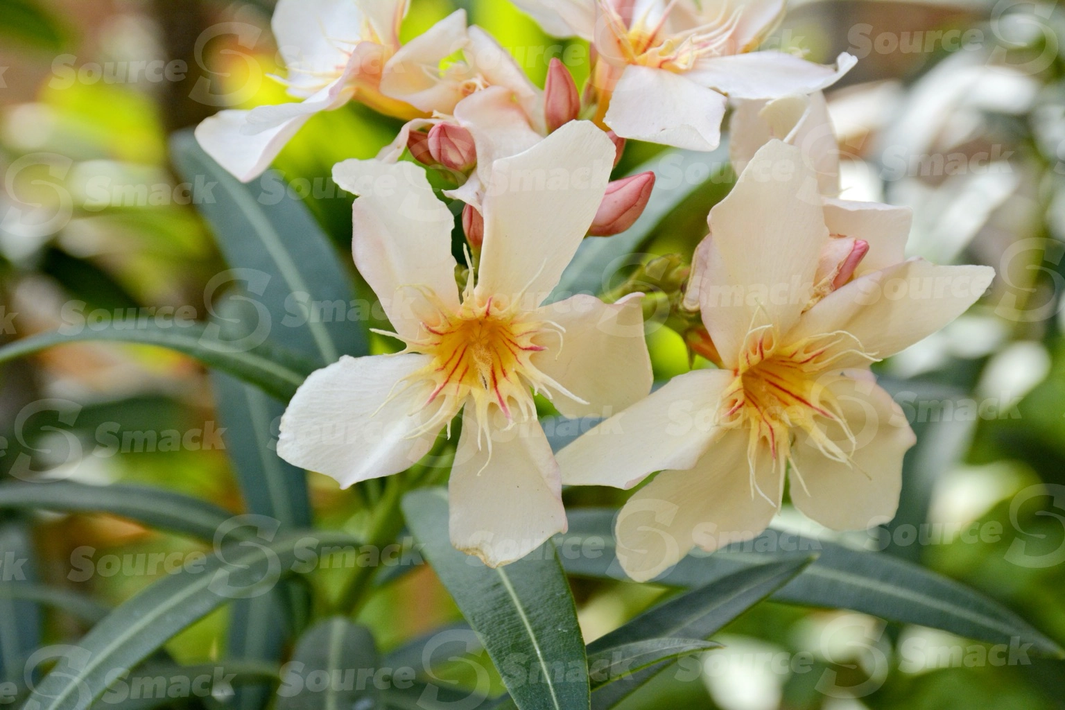 Oleander (nerium oleander) in Cabo San Lucas, Mexico