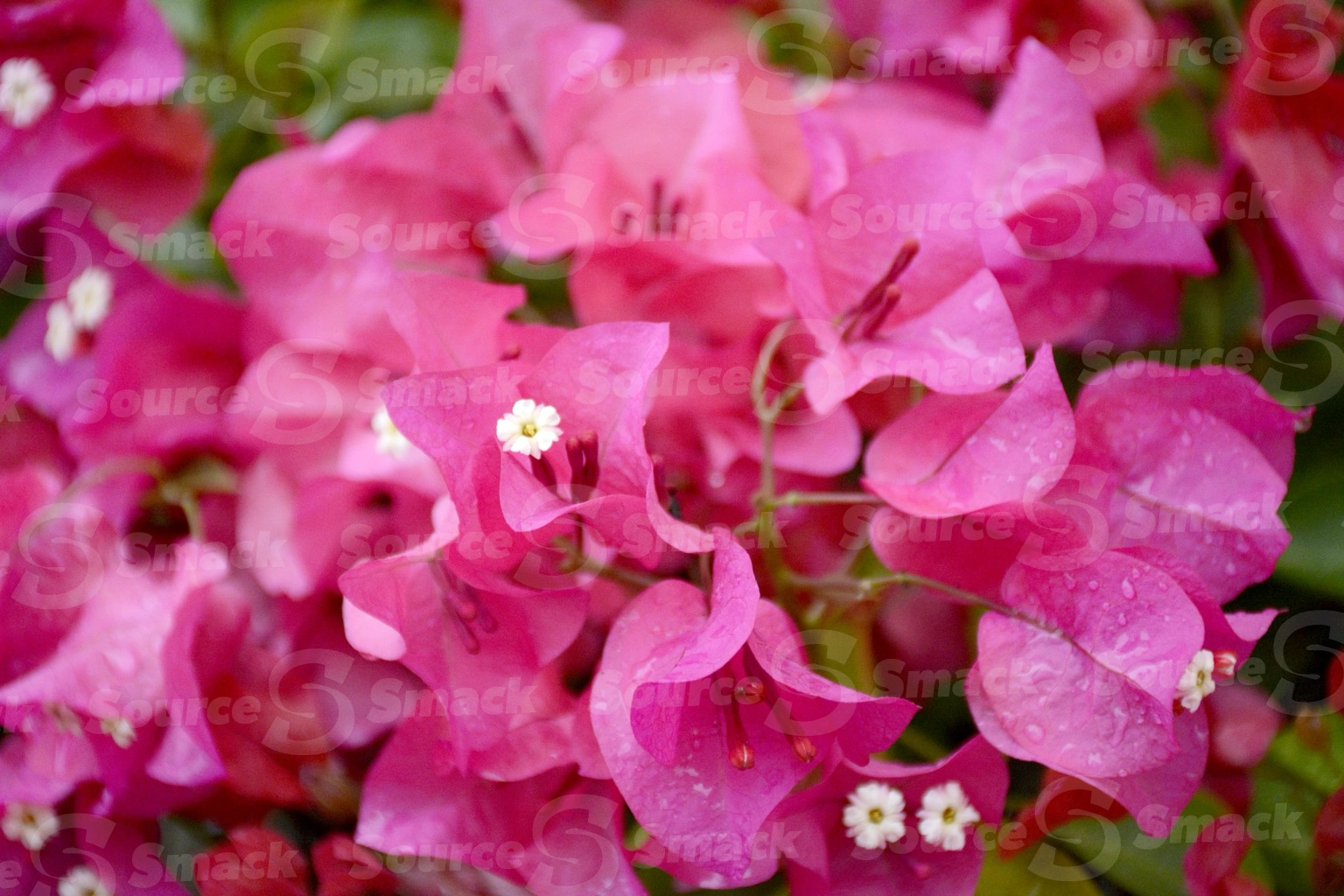 Bougainvillea flowers in Cabo San Lucas, Mexico