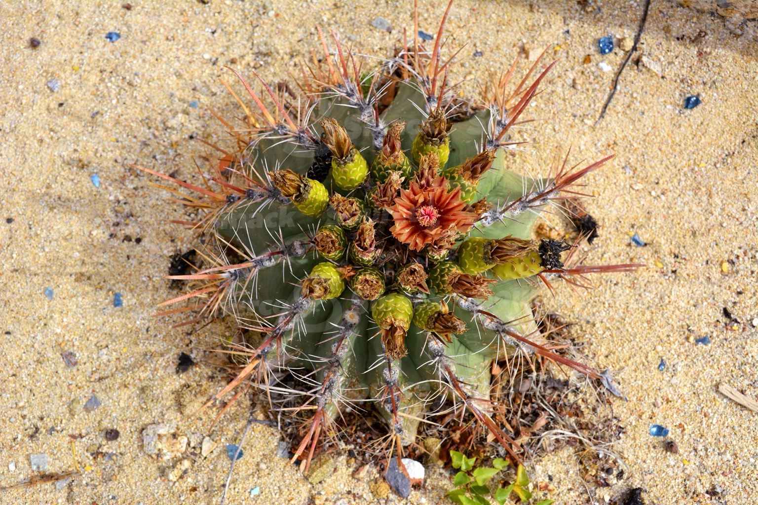 Barrel Cactus in Cabo San Lucas